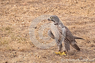 Arctic Gyrfalcon Stock Photo