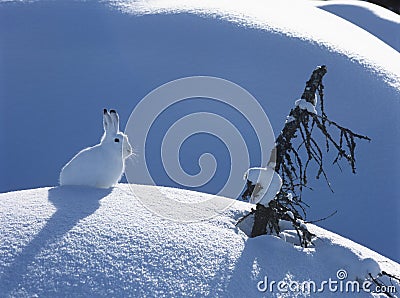 Arctic hare Stock Photo