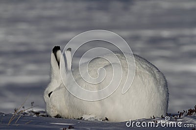 Arctic Hare grazing on a snowy tundra Stock Photo