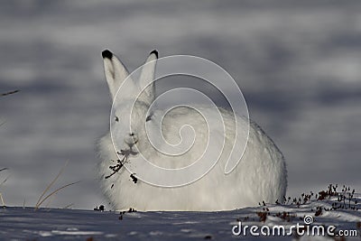 Arctic Hare Lepus arcticus chewing on willow near Arviat, Nunavut Stock Photo