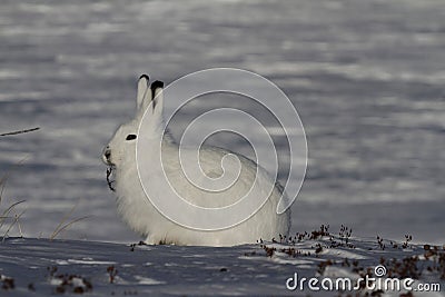 Arctic Hare Lepus arcticus chewing on willow while staring into the distance, near Arviat, Nunavut Stock Photo