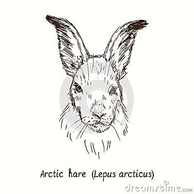 Arctic hare Lepus arcticus face portrait front view. Ink black and white drawing in woodcut style Vector Illustration