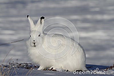 Arctic Hare staring towards the camera on a snowy tundra Stock Photo