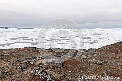 Arctic landscape in Greenland with icebergs Stock Photo