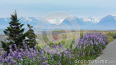 Arctic Lupine FLowers Homer Alaska Stock Photo