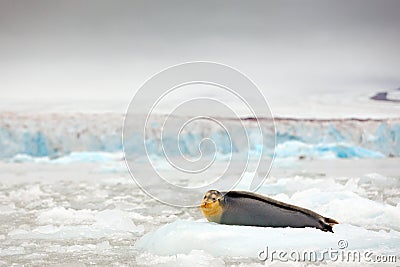Arctic marine wildlife. Cute seal in the Arctic snowy habitat. Bearded seal on blue and white ice in arctic Svalbard, with lift up Stock Photo