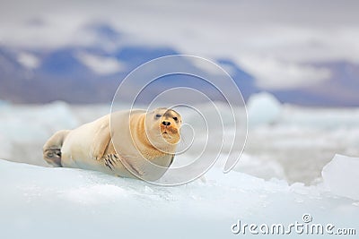 Arctic marine wildlife. Cute seal in the Arctic snowy habitat. Bearded seal on blue and white ice in arctic Svalbard, with lift up Stock Photo