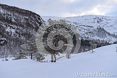 Arctic Norway in Winter Stock Photo