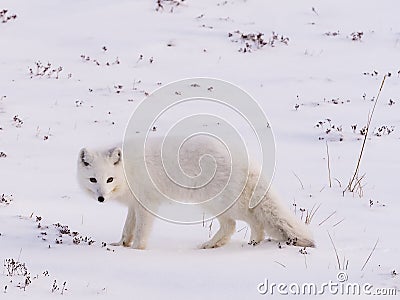 Arctic polar fox Stock Photo