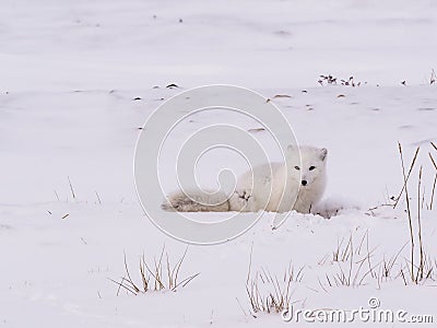 Arctic polar fox Stock Photo