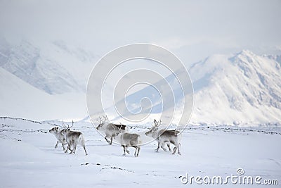 Arctic reindeers Stock Photo