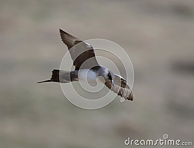 Arctic Skua Stock Photo