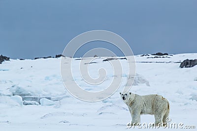 Arctic spring in south Spitsbergen. Polar bear. Stock Photo