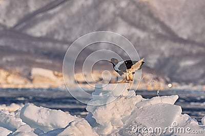 Arctic sunset. Winter sunrise with eagle. Steller's sea eagle, morning twilight, Hokkaido, Japan. Eagle Stock Photo