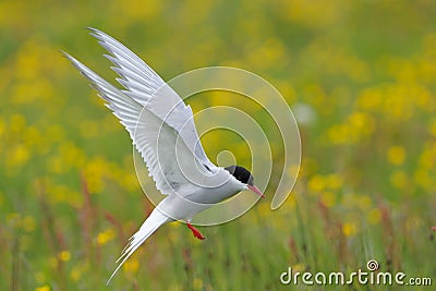 Arctic Tern Stock Photo