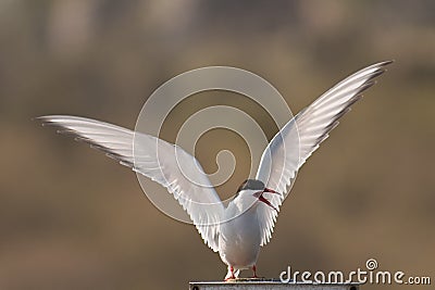 Arctic Tern Stock Photo