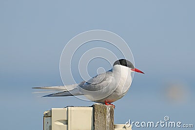 Arctic Tern Stock Photo