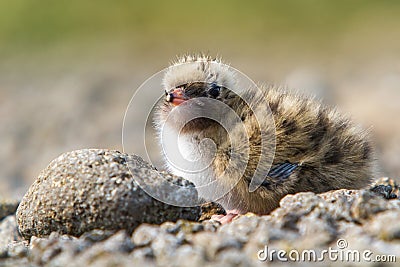 Arctic Tern Chick Stock Photo