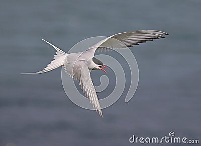 Arctic Tern Stock Photo