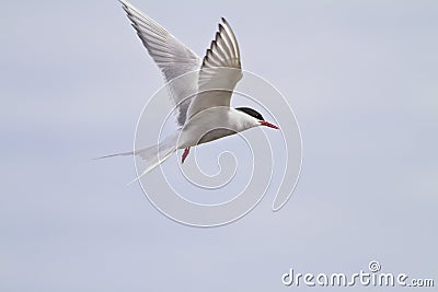 Arctic Tern in flight Stock Photo