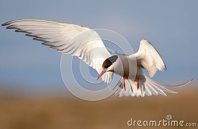 Arctic Tern Stock Photo