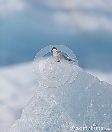 Arctic Tern Stock Photo