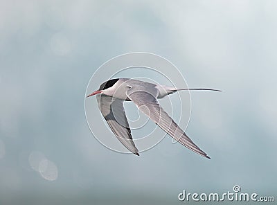 Arctic Tern Stock Photo