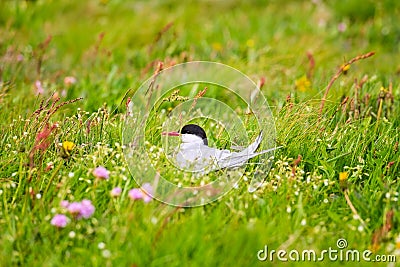 Arctic tern on the nest in the flowering meadow of Iceland, also known as sea swallow Stock Photo