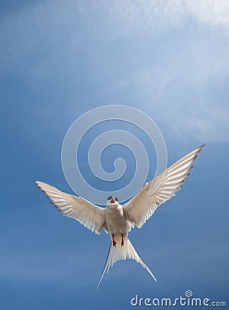 Arctic tern flying in the sky Stock Photo