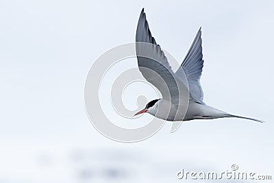Arctic tern with outspread wings over iceberg Stock Photo