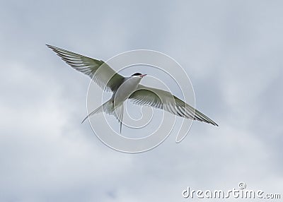 Arctic tern Stock Photo