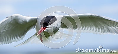 Arctic tern Stock Photo