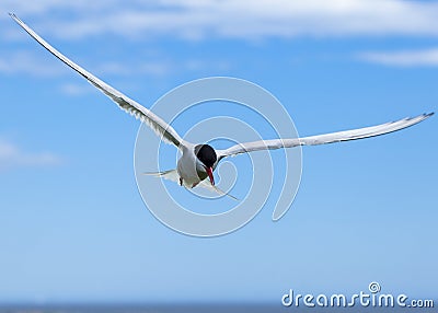 Arctic tern Stock Photo