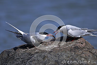 Arctic tern, sterna paradisaea Stock Photo