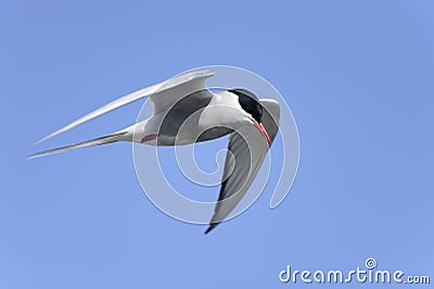 Arctic tern, sterna paradisaea Stock Photo