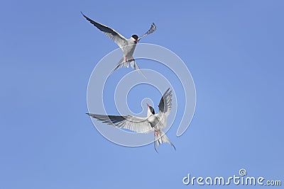 Arctic tern, sterna paradisaea Stock Photo