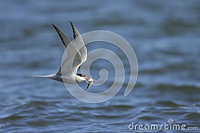 Arctic tern, sterna paradisaea Stock Photo