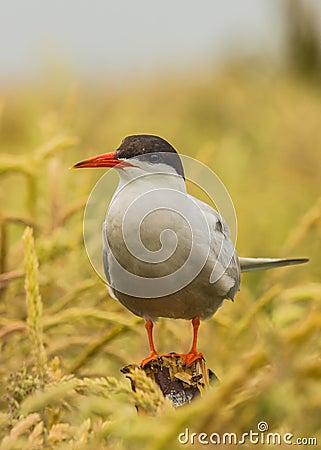 Arctic Tern / sterna paradisaea Stock Photo