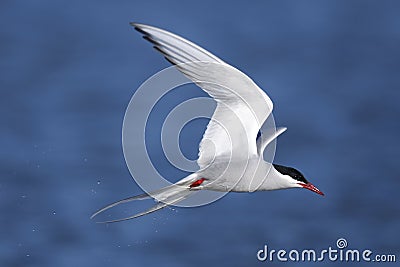 Arctic tern, sterna paradisaea Stock Photo