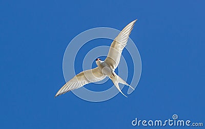 Arctic Tern - Sterna paradisaea Stock Photo