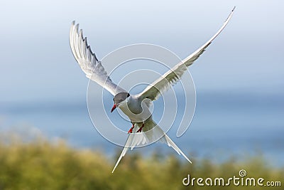 Arctic Tern / sterna paradisaea Stock Photo