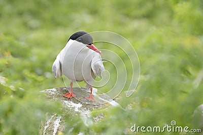 Arctic tern Sterna paradisaea perched on rock Stock Photo