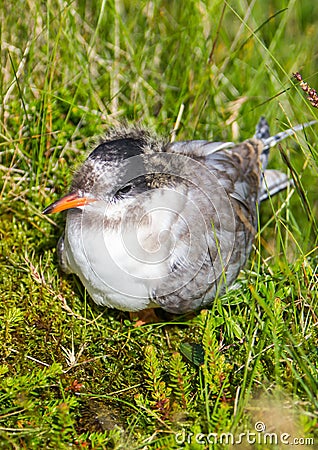 Arctic Tern (Sterna paradisaea) Stock Photo