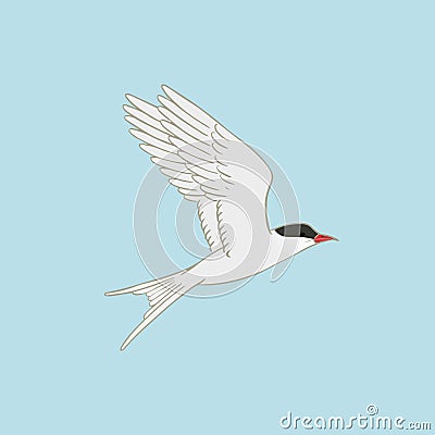 Arctic tern vector illustration on blue background. Flying white bird with red beak Vector Illustration