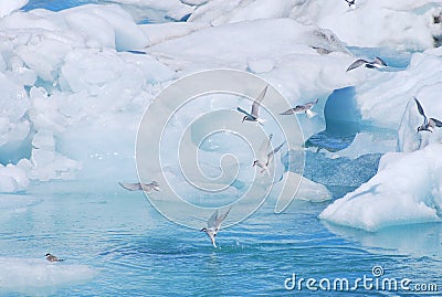 Arctic terns in glacier lagoon Stock Photo