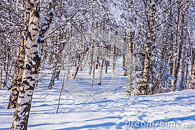 The Arctic. Transparent cold air of forest. Stock Photo