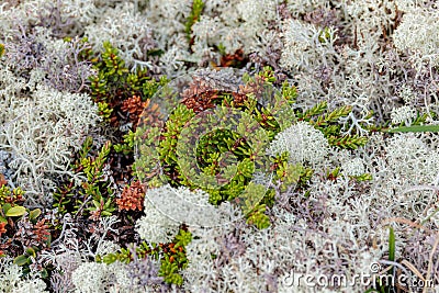 Arctic Tundra lichen moss close-up. Cladonia rangiferina, also known as reindeer cup lichen Stock Photo