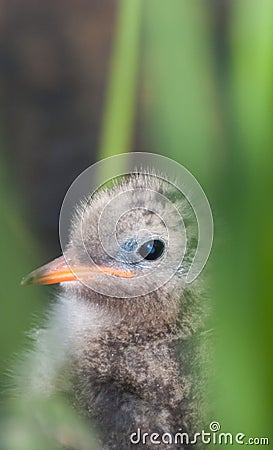 Arctic Turn Chick Stock Photo