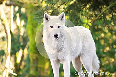 Arctic White Wolf Canis lupus arctos aka Polar Wolf or White Wolf Stock Photo