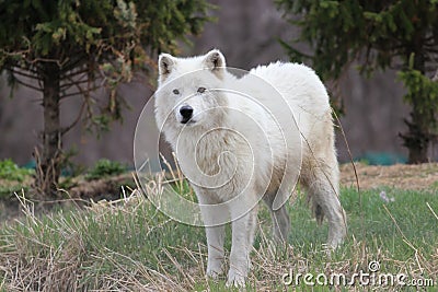 Arctic (white) wolf Stock Photo